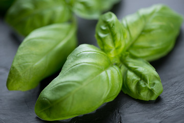 Close-up of fresh green basil leaves, studio shot