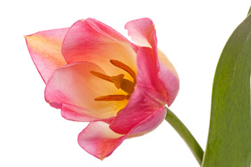 One pink tulip