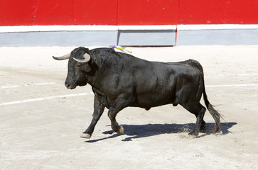 bull in the bullring