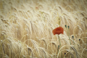 poppy flower in corn field