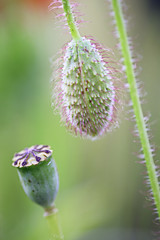 poppy flower seed pod