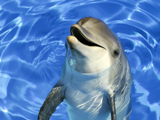 Fototapeta premium Portret wspólnego delfina