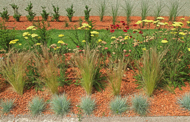 massif de graminées et d'achillées © hcast