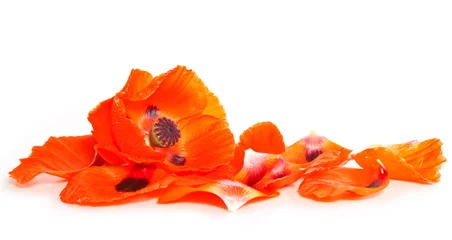 Papier Peint photo Coquelicots Red poppy flower isolated on white.