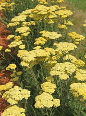 achillée jaune, © hcast