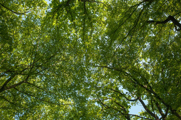 Sunlight goes through green leaves in summer forest