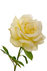 Pale yellow rose