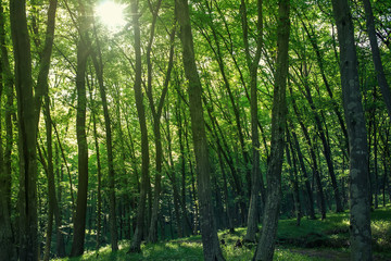 Plakat Sunlight goes through green leaves in summer forest