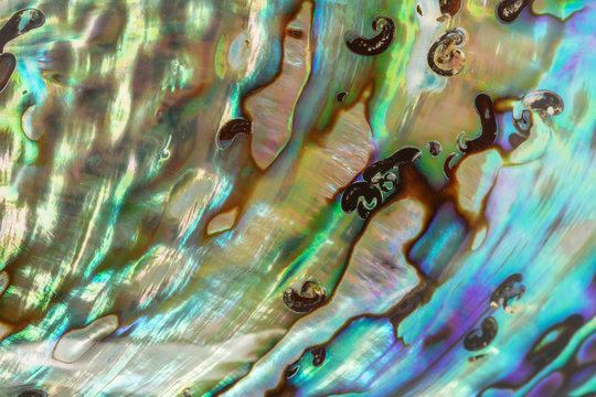 Close up Background of blue, green and purple abalone pearl shel