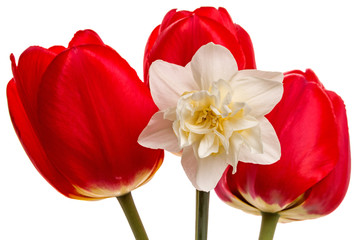 Obraz na płótnie Canvas Three tulips and narcissus
