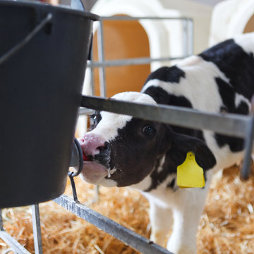 calf