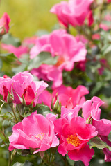 バラ　プレイガール