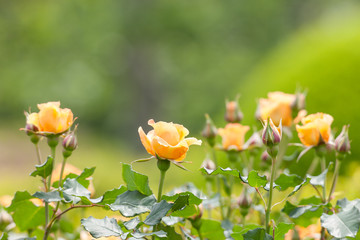 Obraz premium バラ ブラス・バンド