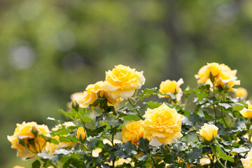 バラ　ゴールドバニー