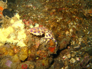Octopus © wernerrieger