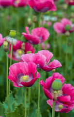 Pink flowering Papavers from close