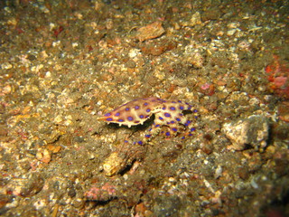 Naklejka na ściany i meble Blauring-Octopus
