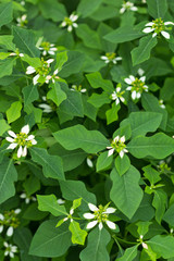 ショウジョウソウ