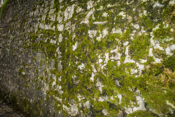 Moss on Wall