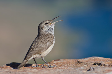 Singing Rock Wren