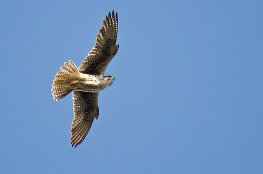 Prairie Falcon Hunting on the Wing