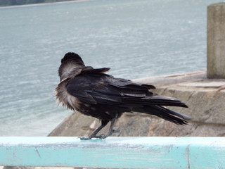 Krähe im Wind