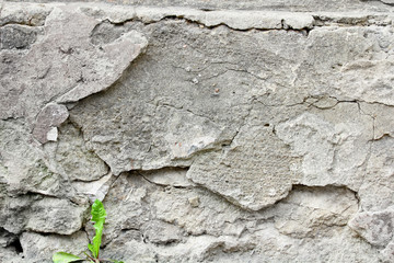 Sprouts on background wall cement