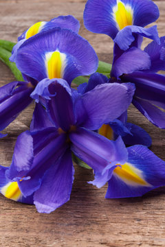 Blueflag or iris flower on grungy wooden background