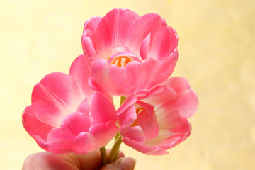 Obraz premium Rosa Tulpen in der Hand