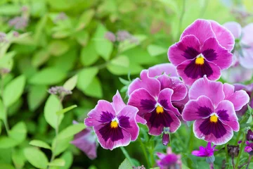 Poster Groep viooltje in de tuin © Juhku