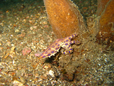 Blauring-Octopus