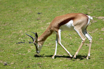 Profile springbok Antidorcas marsupialis grazing