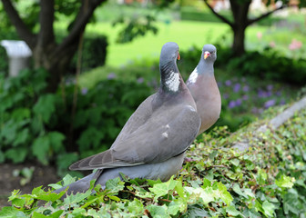 Couple de pigeons
