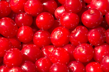 Colorful Display Of Cherries In Fruit Market