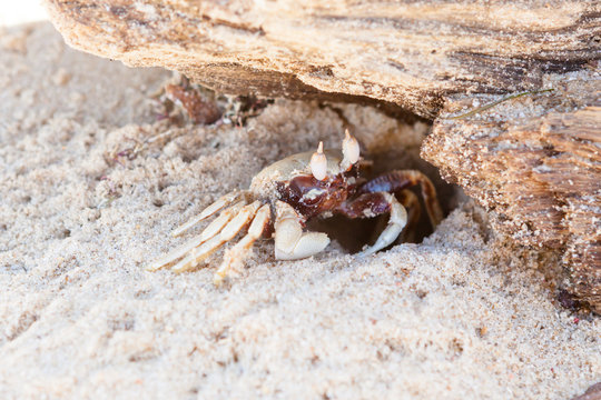 Sand crab and hole home