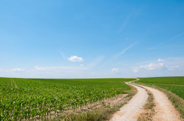 road in a rural landscape through cornfields in Austria