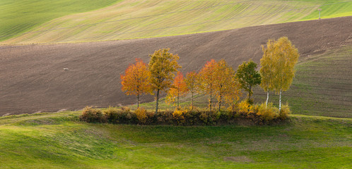 trees and fields in a rural landscape in Austria