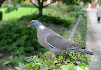 Pigeon