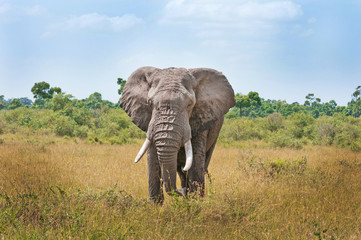 Fototapeta na wymiar african elephant walking through the savannah in east africa