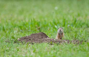 Naklejka na ściany i meble european ground squirrel looking out curious of its earth hole