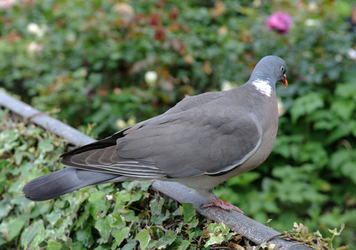 Pigeon