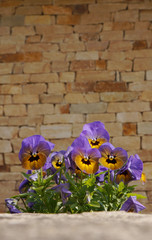 Veilchen vor Natursteinwand