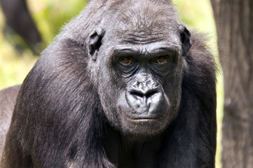 Gorilla