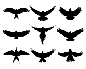 Obraz premium Black silhouettes of birds in flight, vector