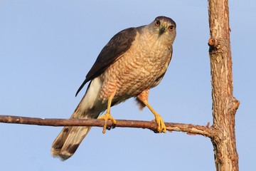 Coopers Hawk