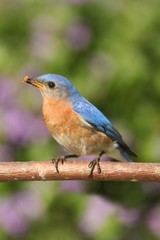Male Eastern Bluebird