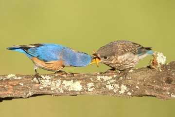Eastern Bluebirds (Sialia sialis)