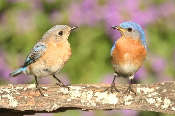 Eastern Bluebirds