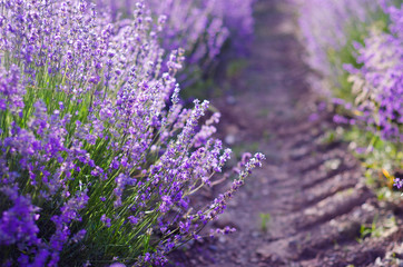 Sprigs of Lavender