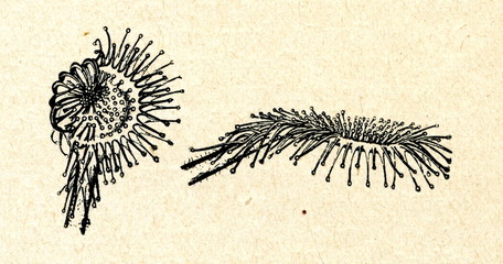 Leaf of common sundew before and after irritation